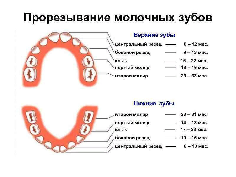 Как облегчить прорезывание молочных зубов?